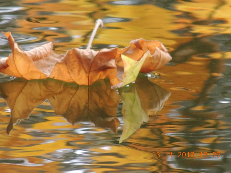 Golden gate park 1021_.jpg