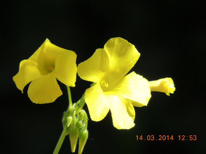 flowers 2014 413_.jpg