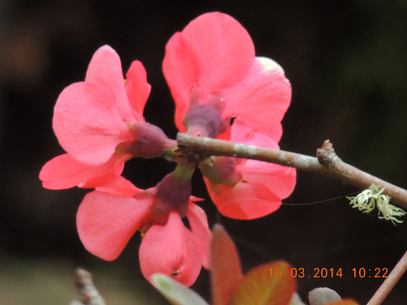 flowers 2014 450_.jpg