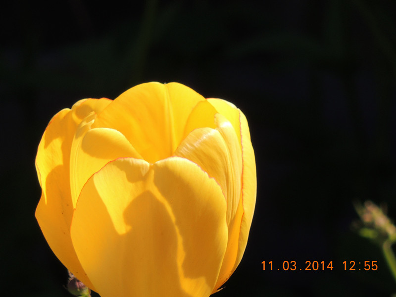 flowers 2014 350_.jpg