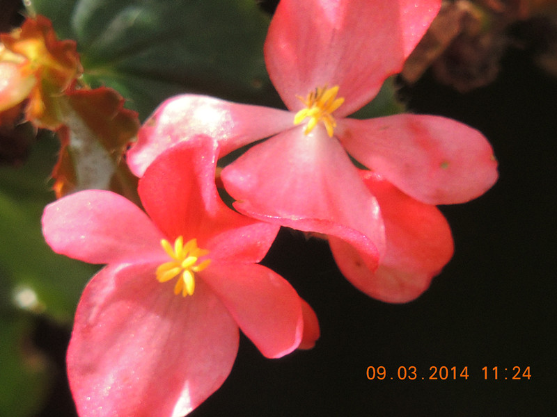 flowers 2014 340_.jpg