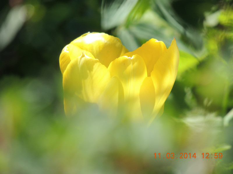 flowers 2014 369_.jpg