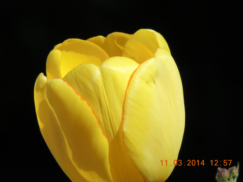 flowers 2014 358_.jpg