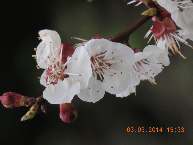 flowers 2014 282_.jpg