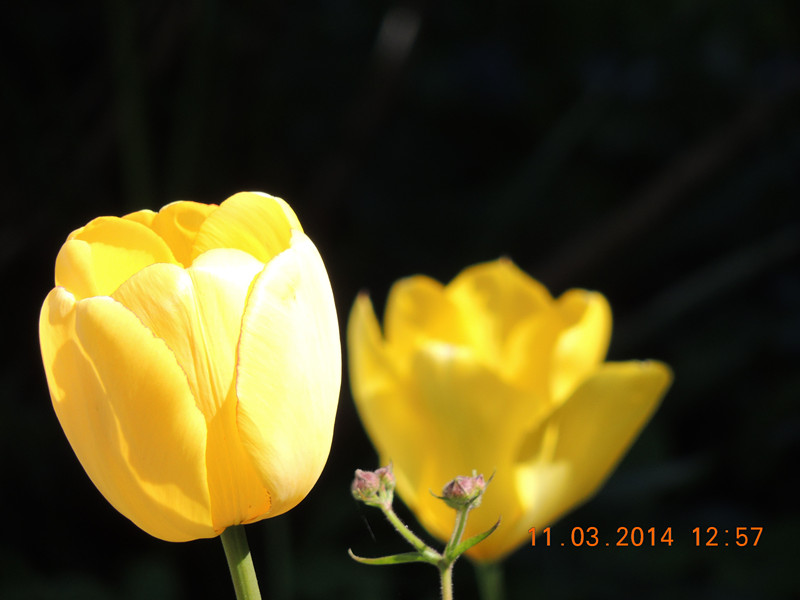 flowers 2014 357_.jpg