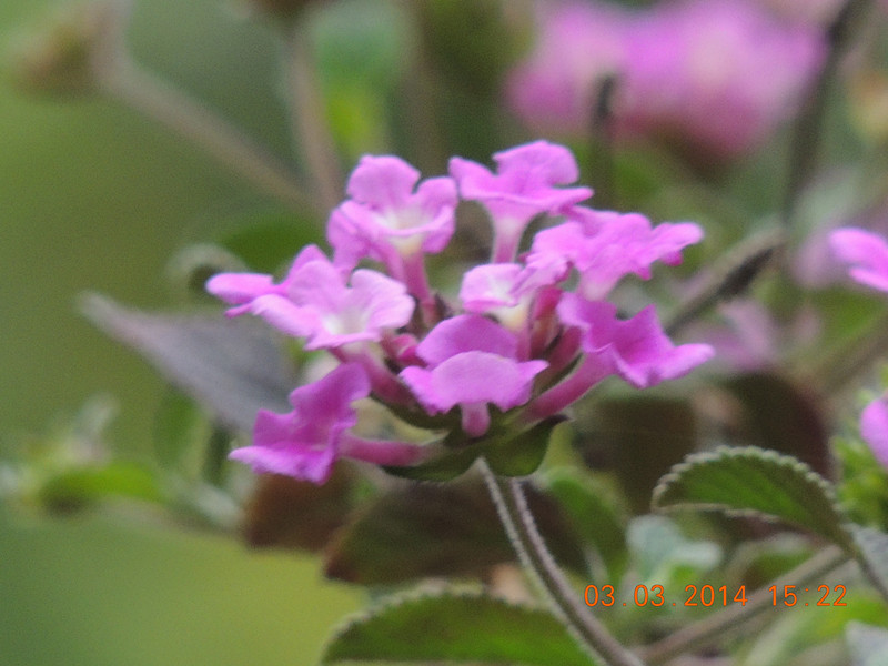 flowers 2014 260_.jpg