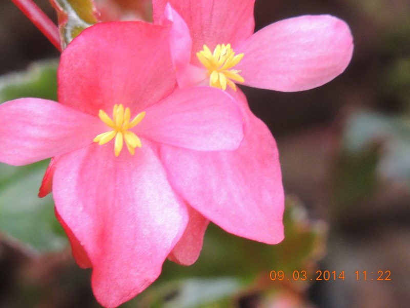 flowers 2014 335_.jpg