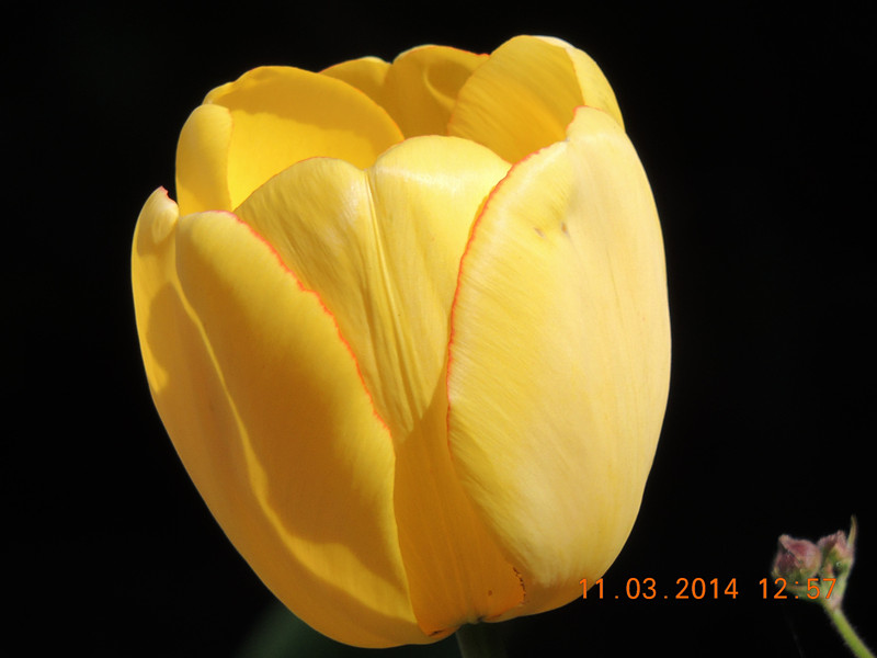 flowers 2014 360_.jpg