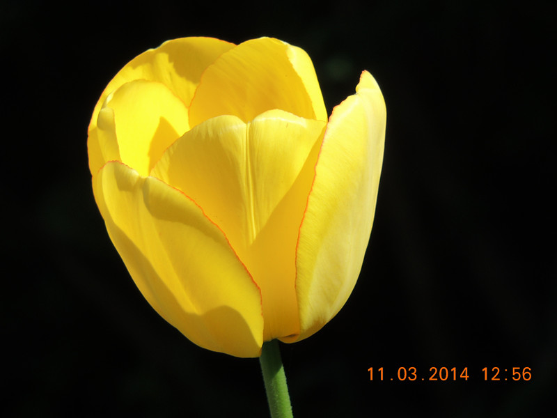 flowers 2014 356_.jpg