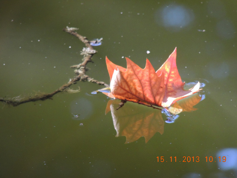 Golden gate park 1041_.jpg