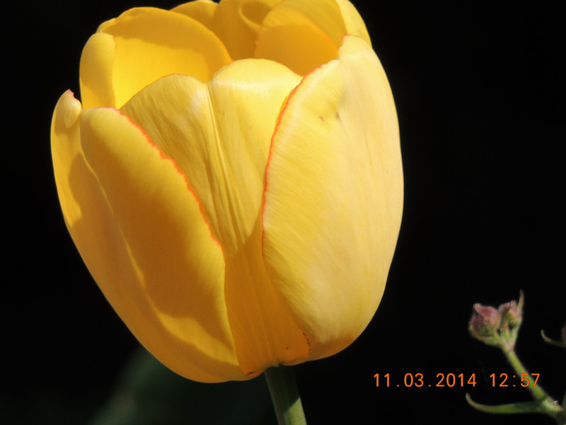 flowers 2014 359_.jpg