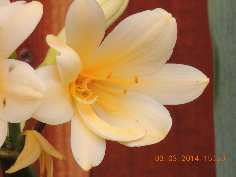 flowers 2014 255_.jpg