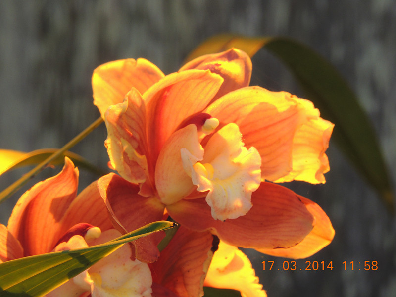 flowers 2014 477_.jpg