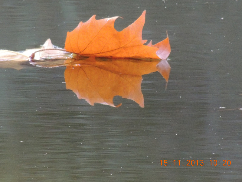 Golden gate park 1045_.jpg