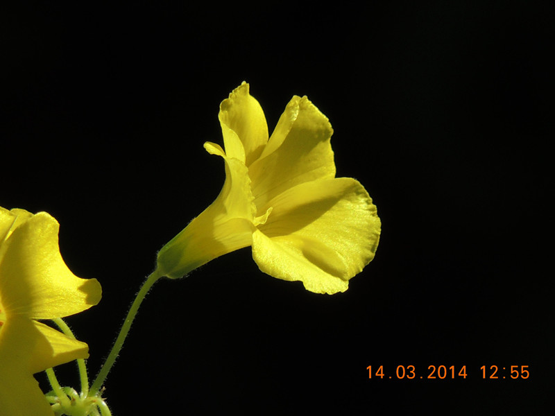 flowers 2014 419_.jpg