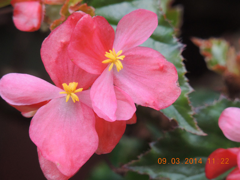 flowers 2014 334_.jpg