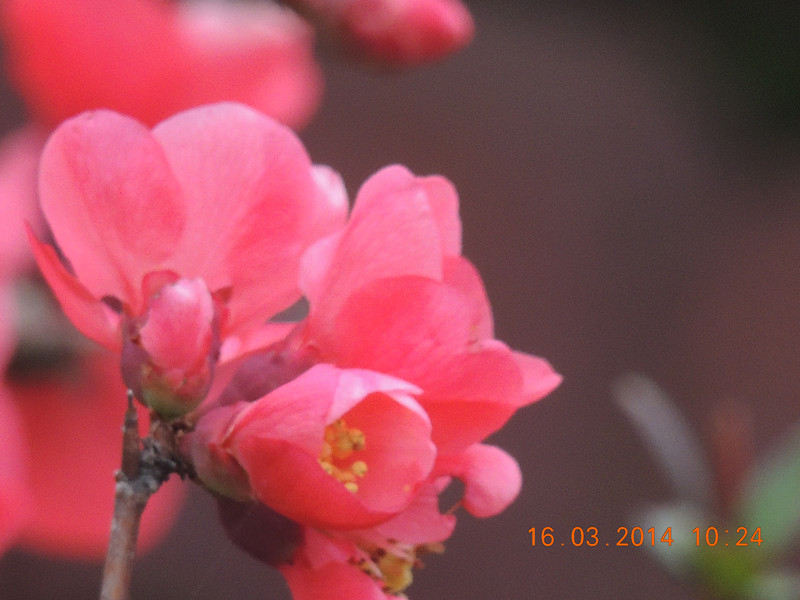 flowers 2014 453_.jpg