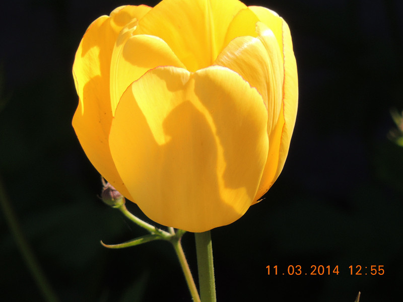 flowers 2014 351_.jpg