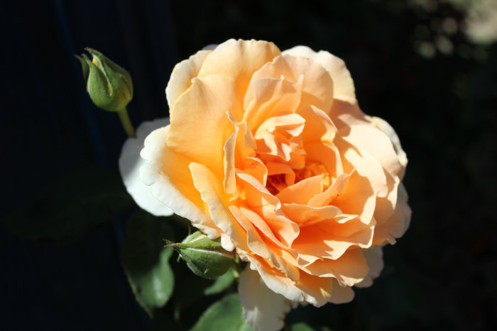 2012_07070235_����.JPG