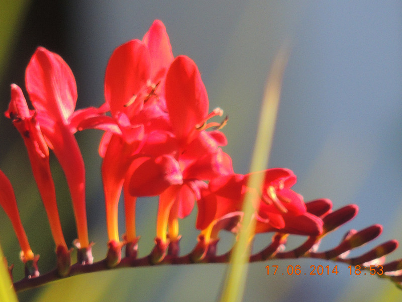 flowers 2014 1210_.jpg