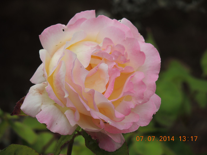 flowers 2014 1492_.jpg