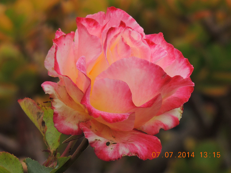 flowers 2014 1486_.jpg