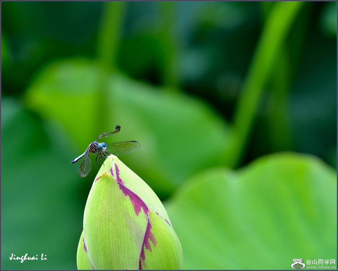 DSC_7541_����.jpg