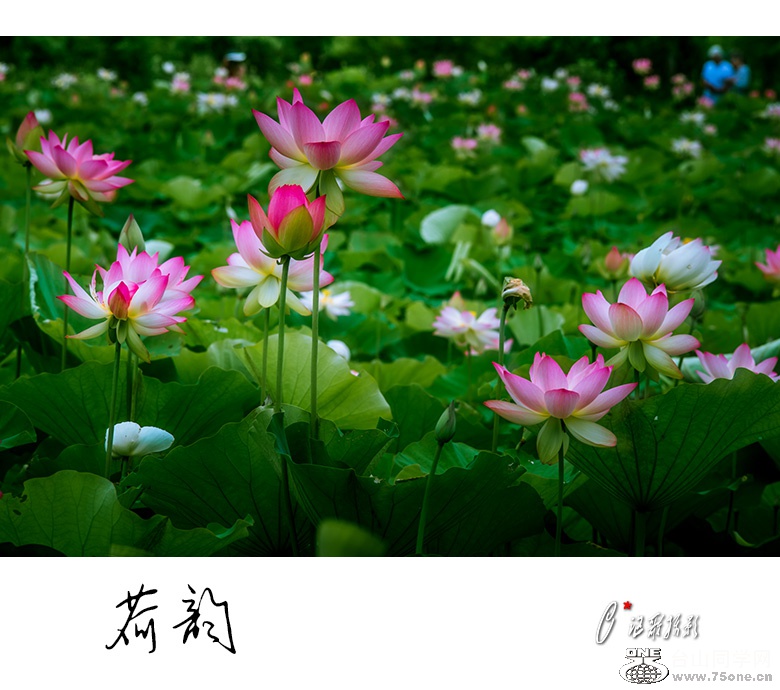 ����-15a.jpg